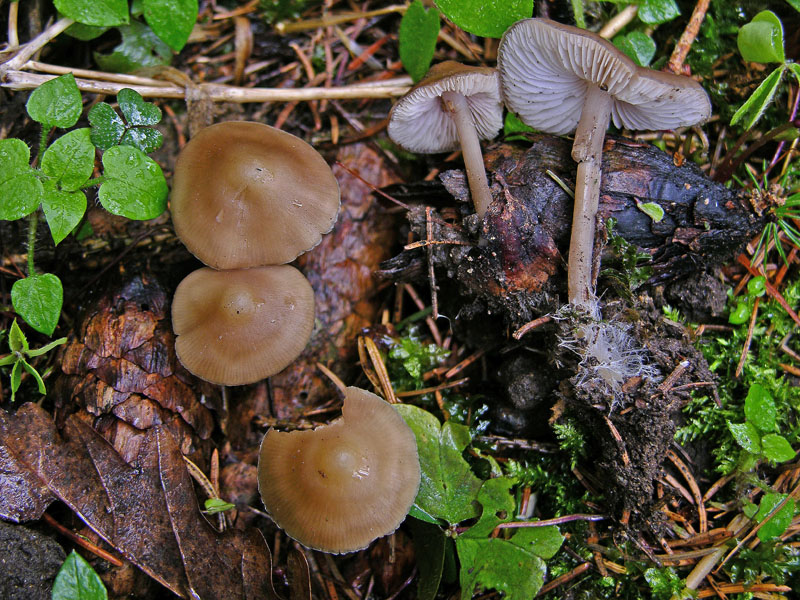 Avete voglia di funghi di oggi....guardate questo post.